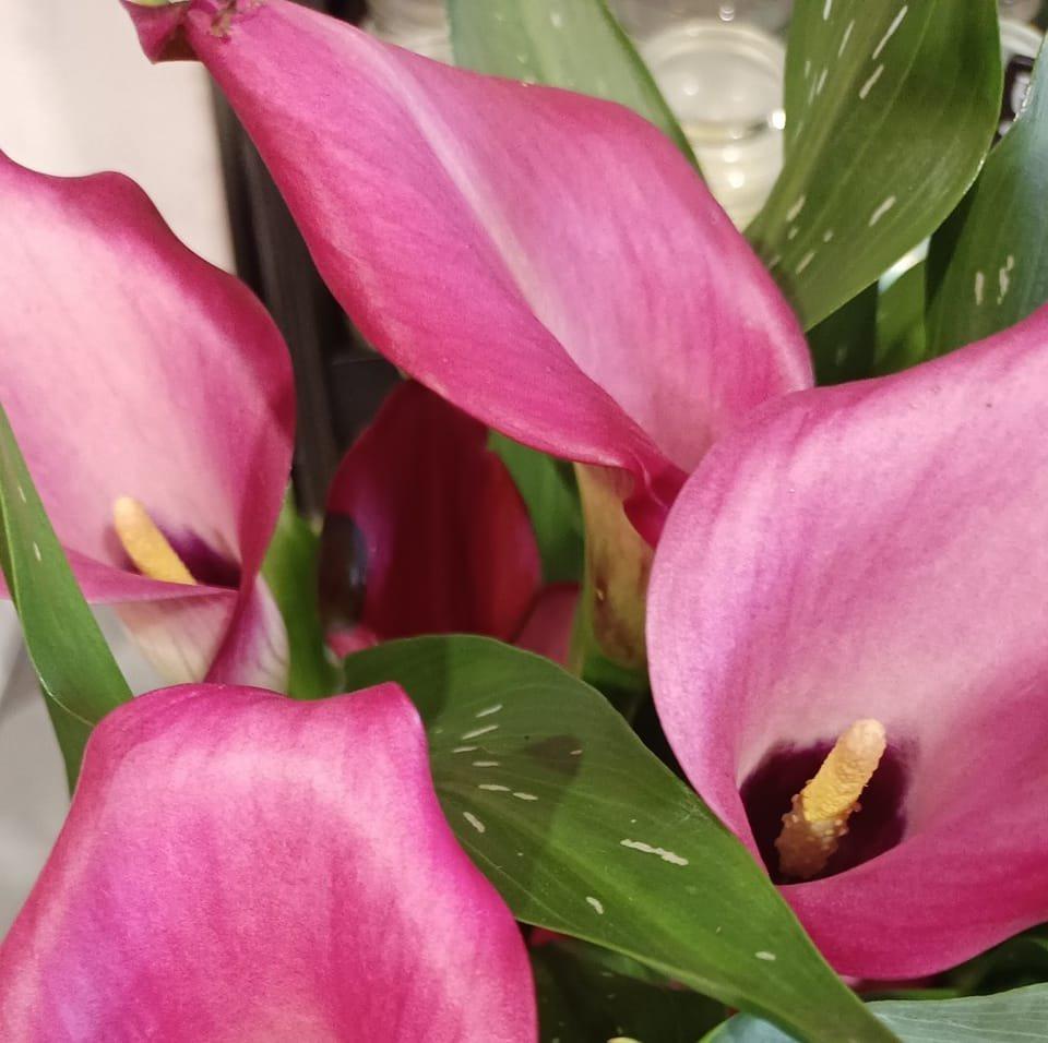 fleurs roses