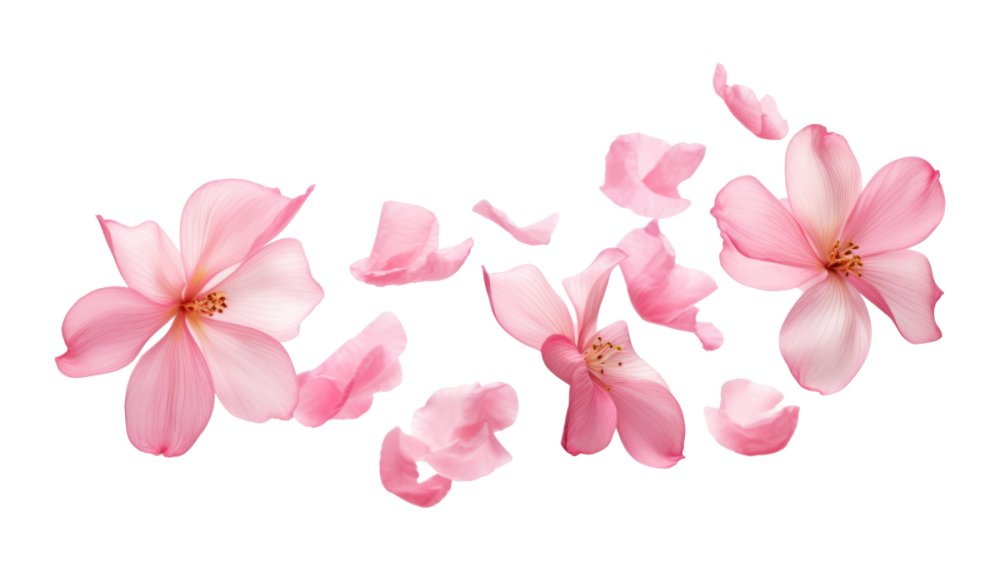 fleurs de cerisier roses