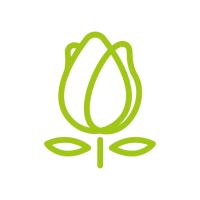 tulipe
